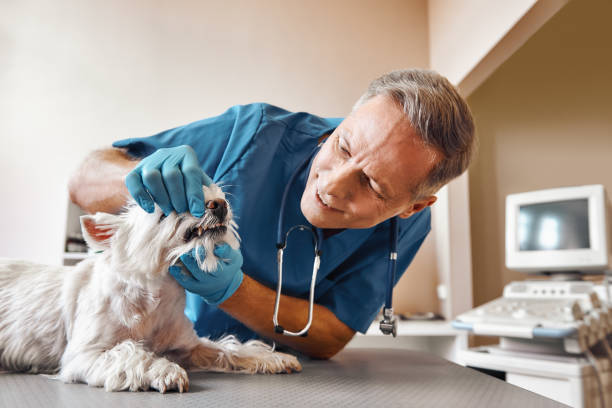 Best 24-Hour Emergency Dental Care in Argyle, TX